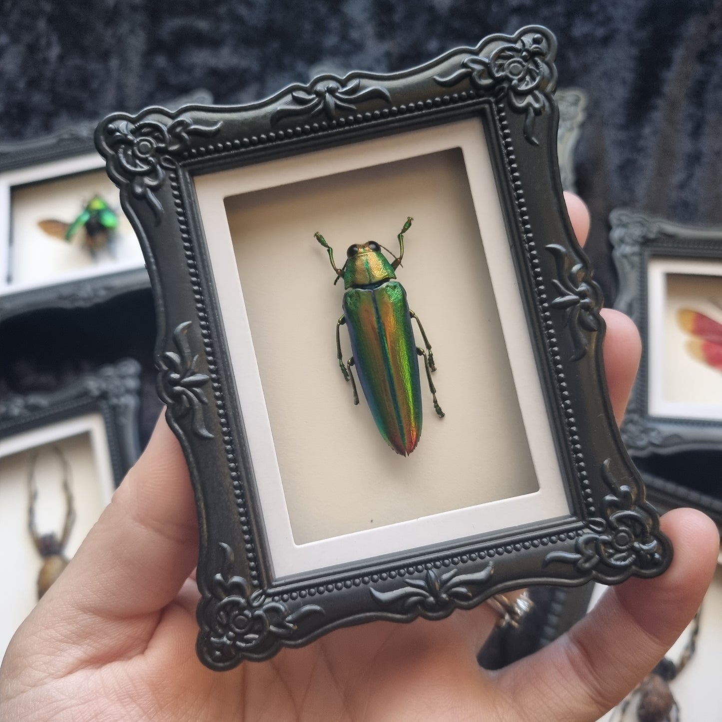 Mini Magnet Specimen / Entommology / Frame