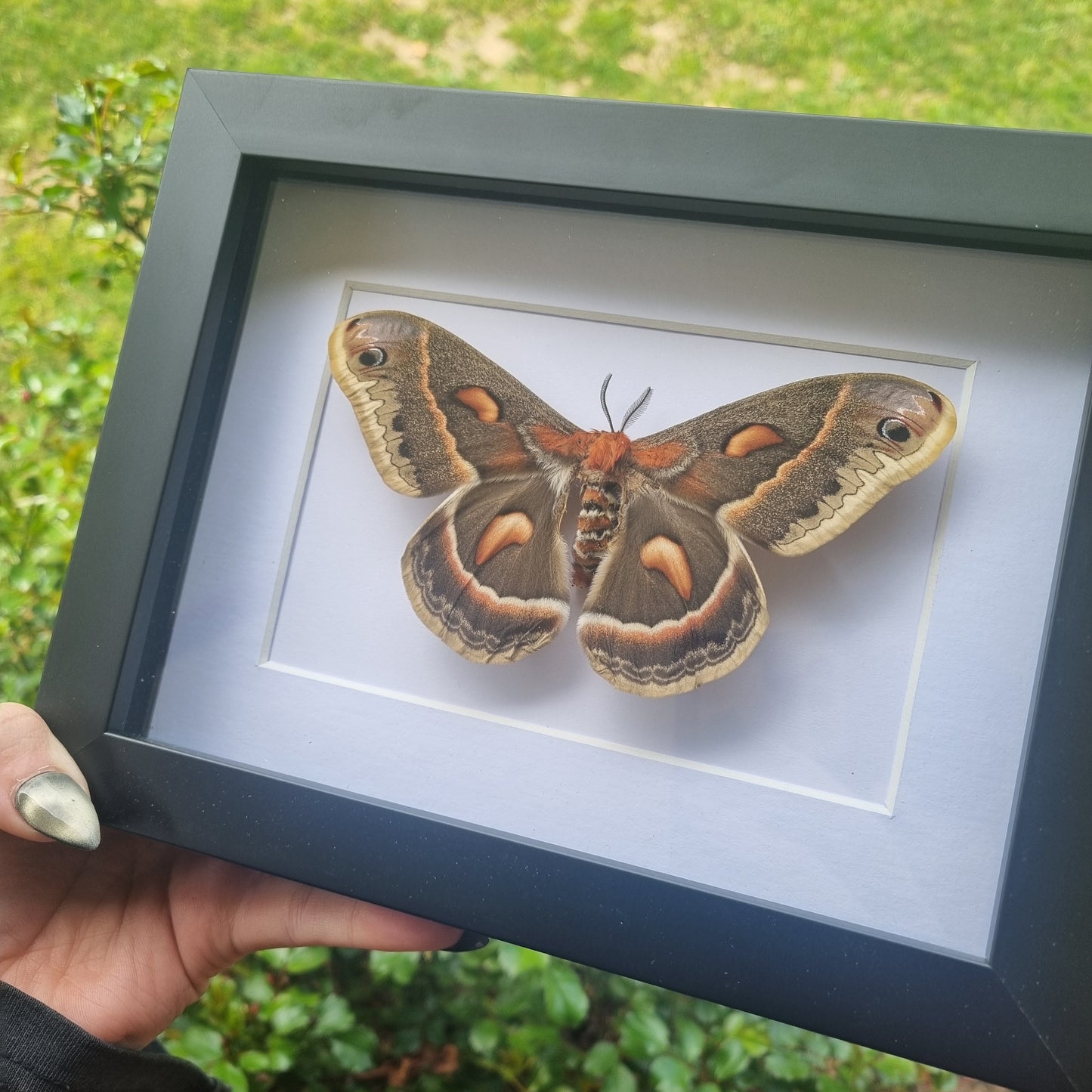 Hyalophora Cecropia Moth |High Quality Frame | Framed Entomology Décor | Real Specimen | Nature