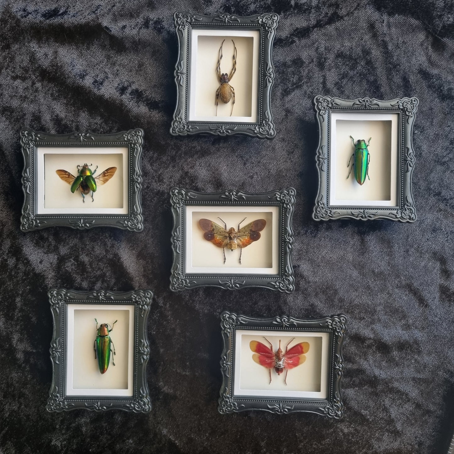 Mini Magnet Specimen / Entommology / Frame