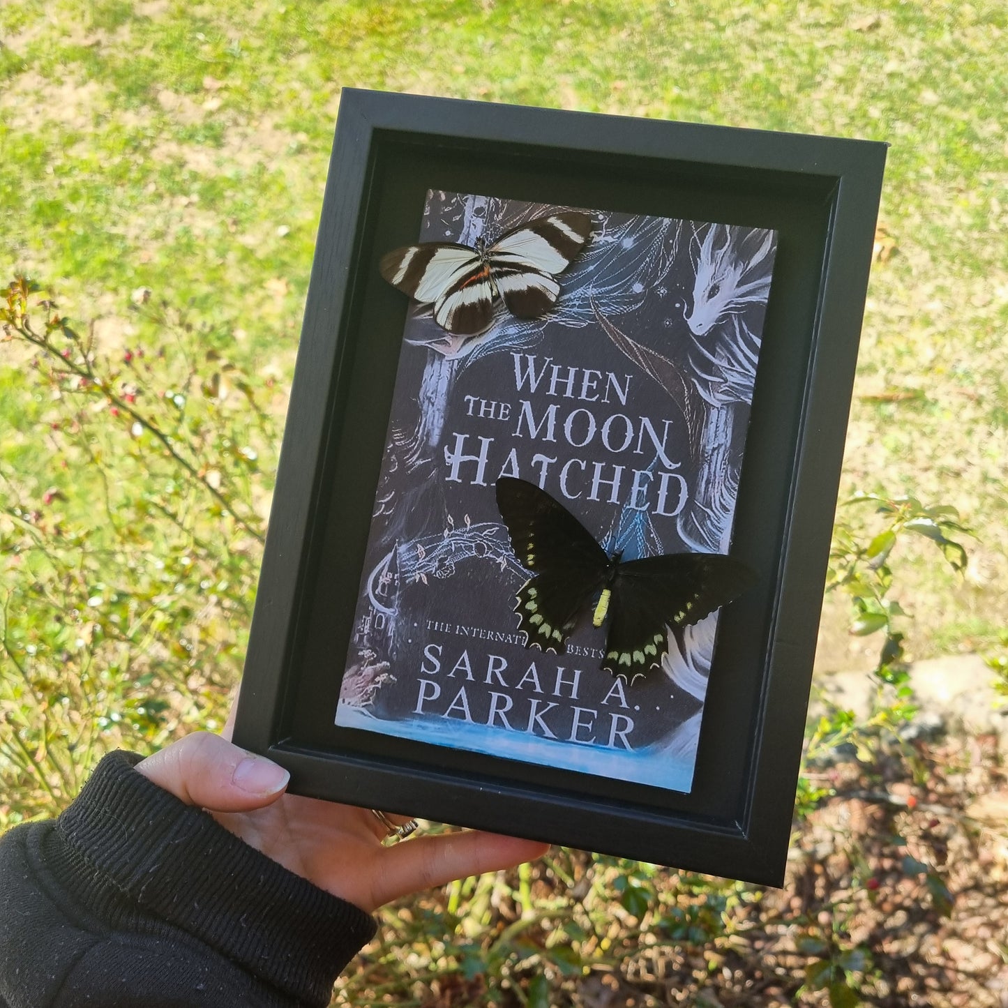 Book | When The Moon Hatched | Entomology Display | Butterflies