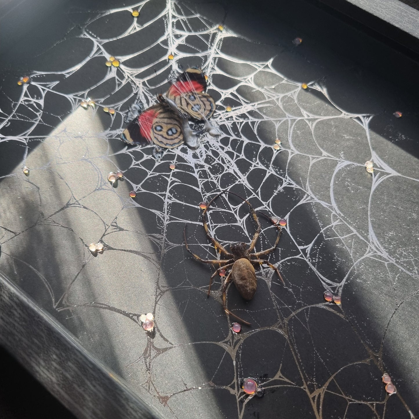 Spiders Web | Frame | Butterfly