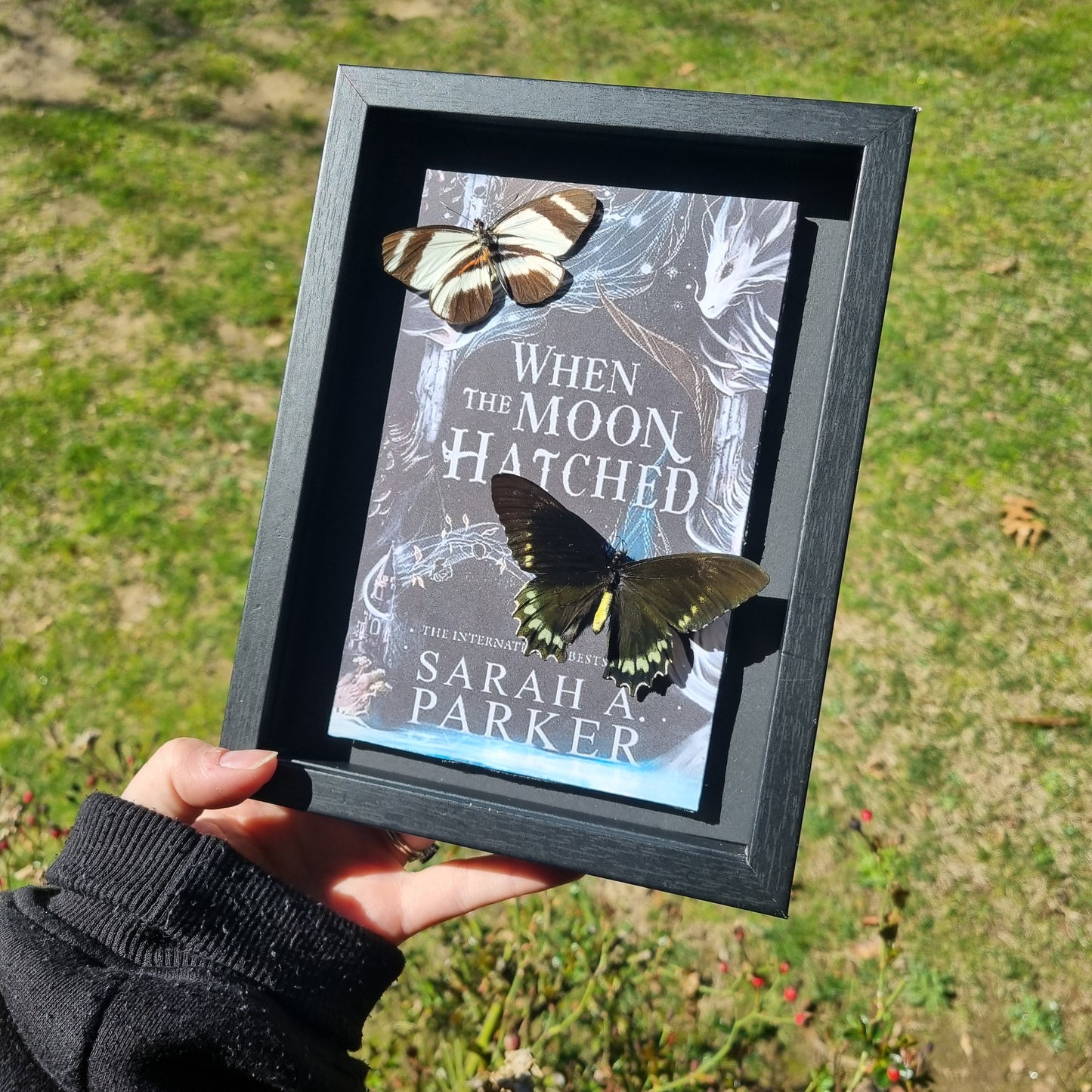 Book | When The Moon Hatched | Entomology Display | Butterflies