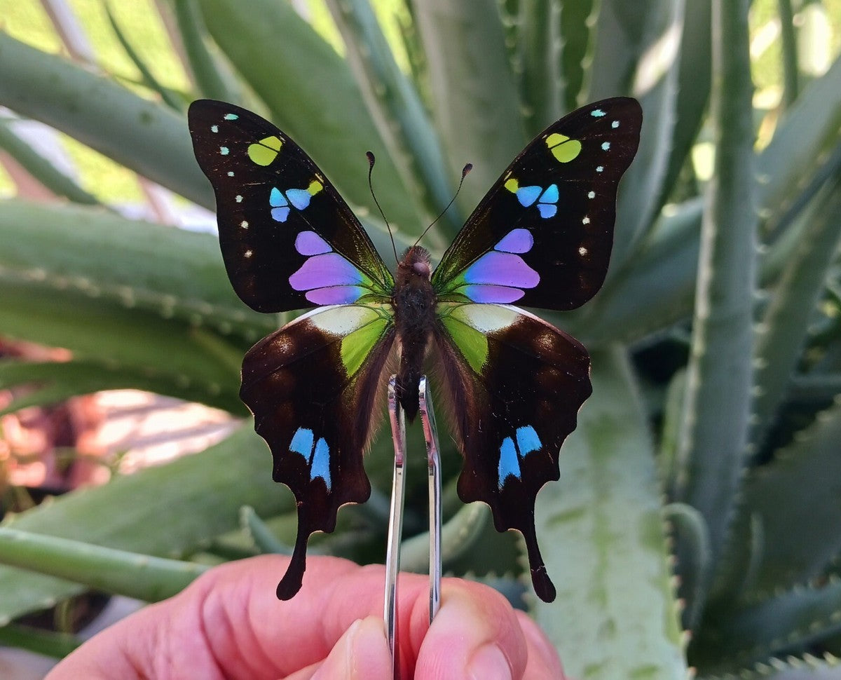 Custom For Mackenzie