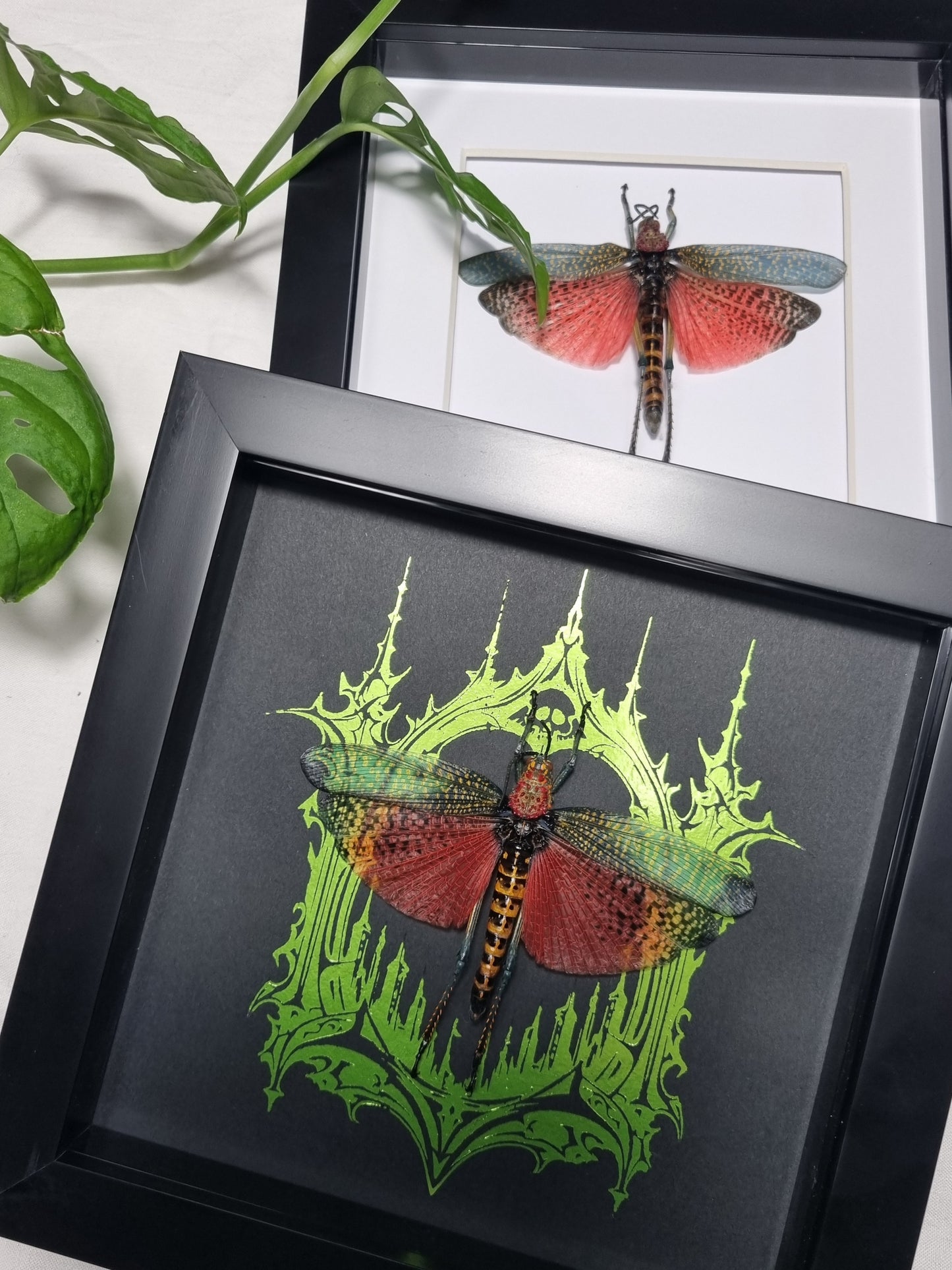 Mystery Specimen Displays | Made to Order | Frame