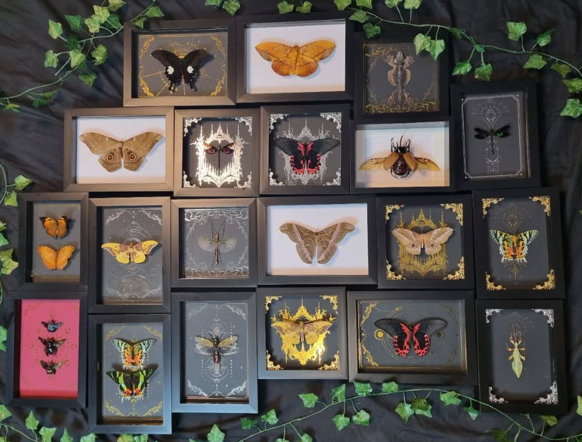 Mystery Specimen Displays | Made to Order | Frame