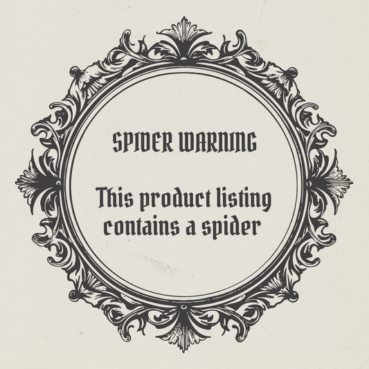 Spiders Web | Frame | Butterfly