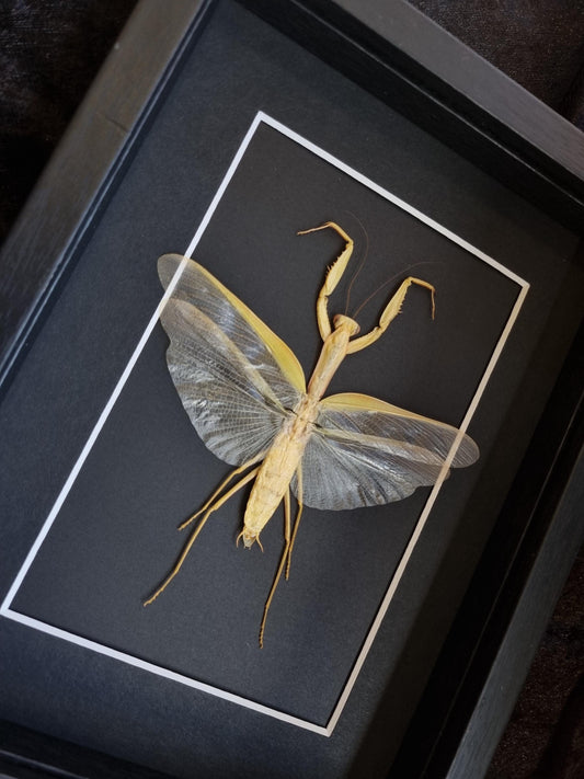 Giant Asian Mantis / Hierodula Membranacea, Yellow | Frame