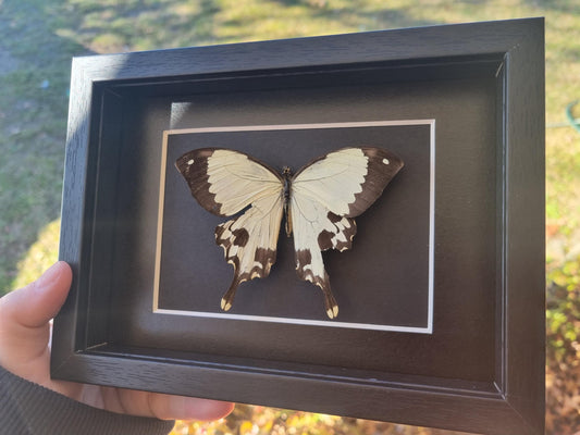 Mocker Swallowtail, Papilio dardanus | Damaged | Frame