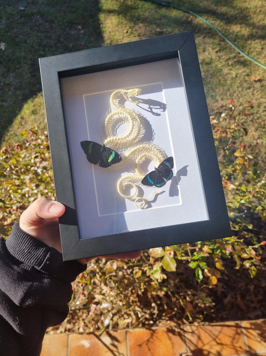 Large Snake Skeleton White-Lipped Pit Viper (Trimeresurus Albolabris)& Butterflies | Frame