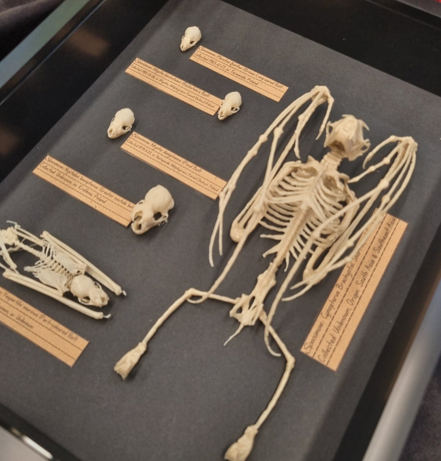 Museum Style Bat Specimen Replica