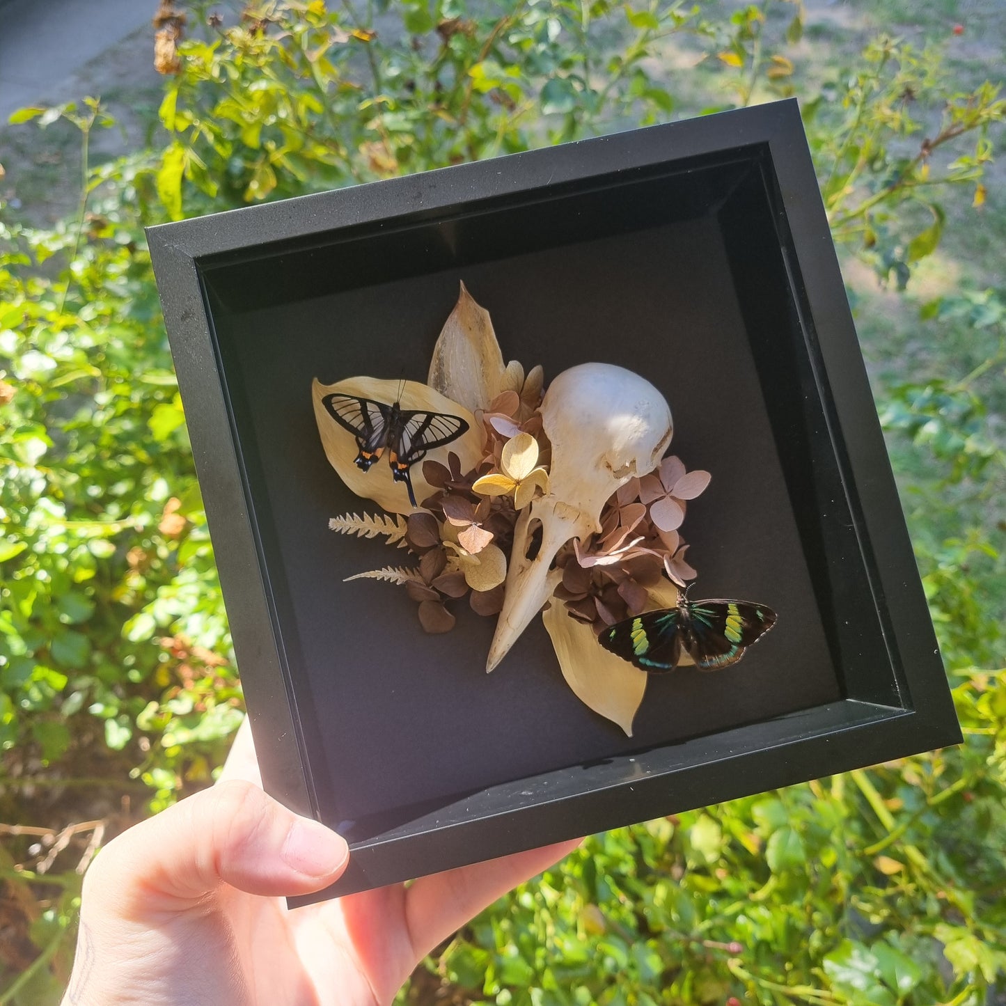 Butterfly & Crow Skull Display