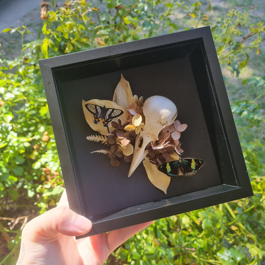 Butterfly & Crow Skull Display