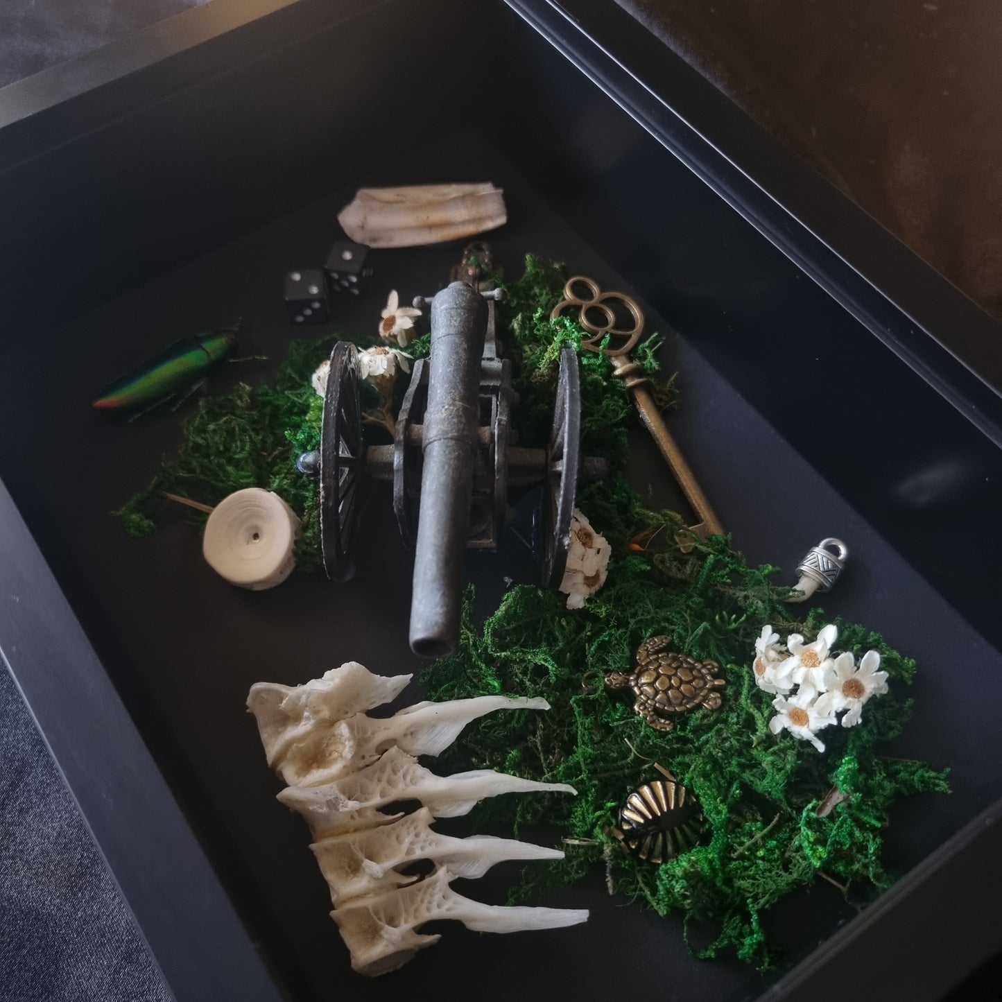 Curio Frame Cannon | Oddities | Framed Entomology Décor | Real Specimen | Nature