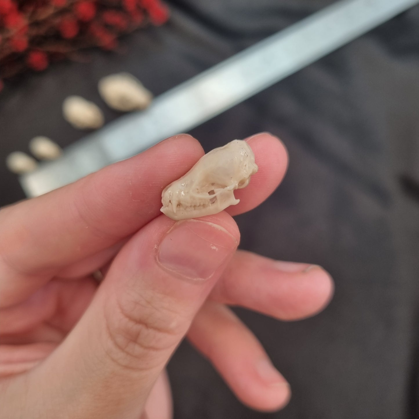 Bat Skull | Replicas | Multiple Species | Fruit Bat | myotis dasycneme | Nyctalus lasiopterus | Myotis bechsteinii | Plecotus Auritus