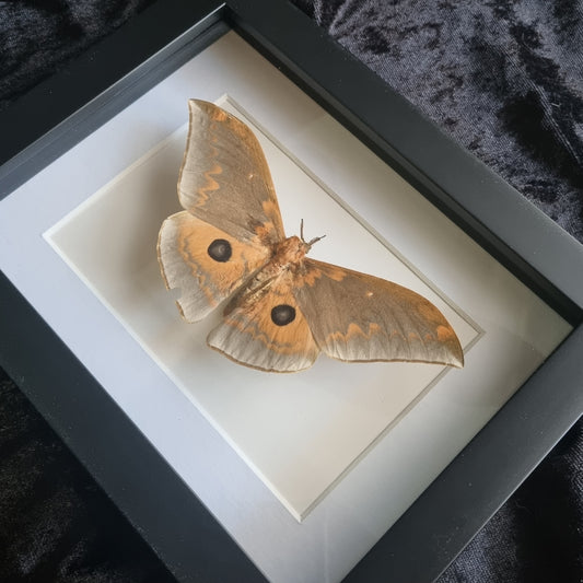 Cat Paw Emperor / Pseudobunaea tyrrhena neglecta / Moth / Frame
