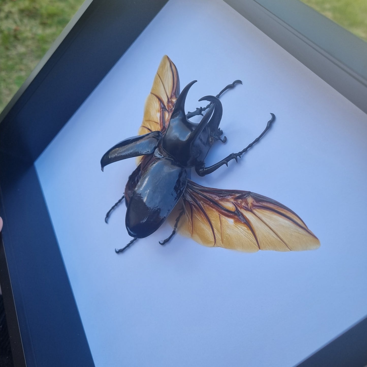 chalcosoma chiron | Frame