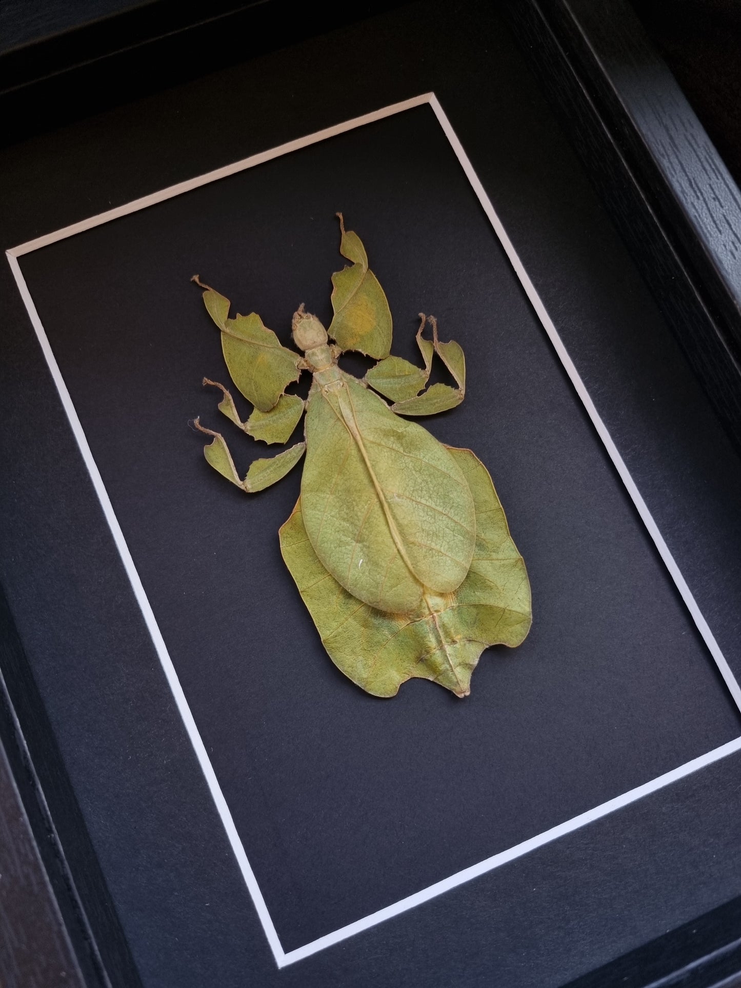 Mystery Specimen Displays | Made to Order | Frame