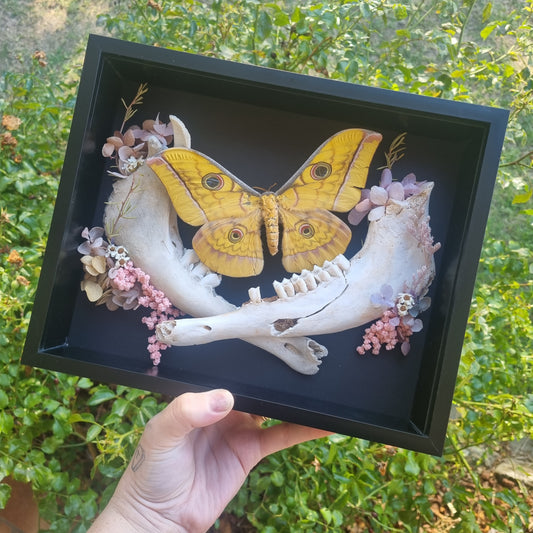 Antherina Frithi Moth