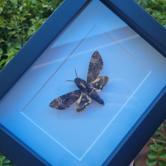 Custom Order - Moth Display