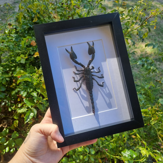 Scorpion Display | Frame | Entomology