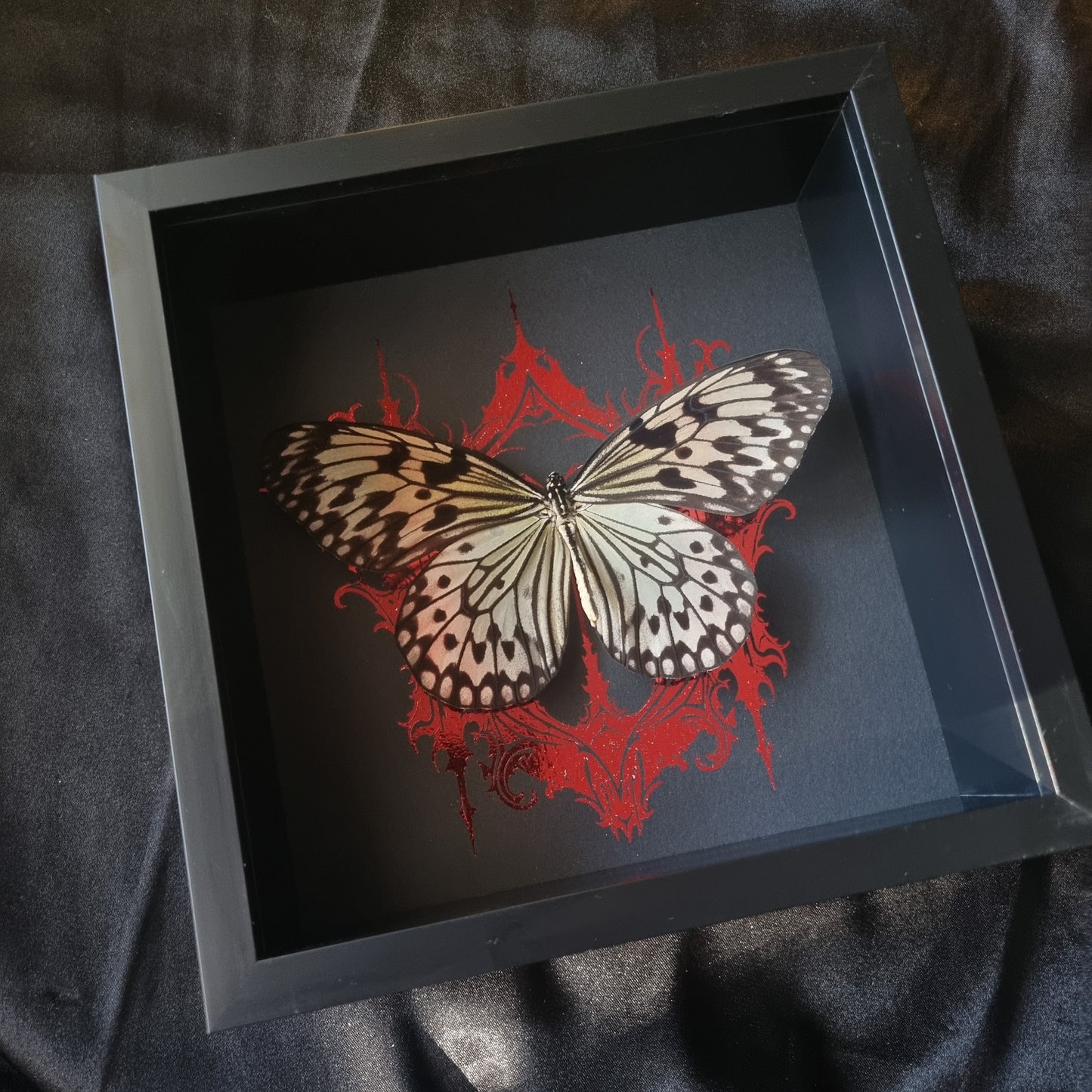 Idea Leuconoe | Frame | Framed Entomology Décor | Real Specimen | Nature