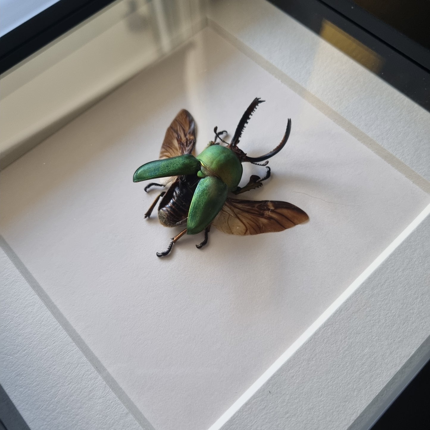 Lamprima Adolphinae | Frame | Framed Entomology Décor | Real Specimen | Nature