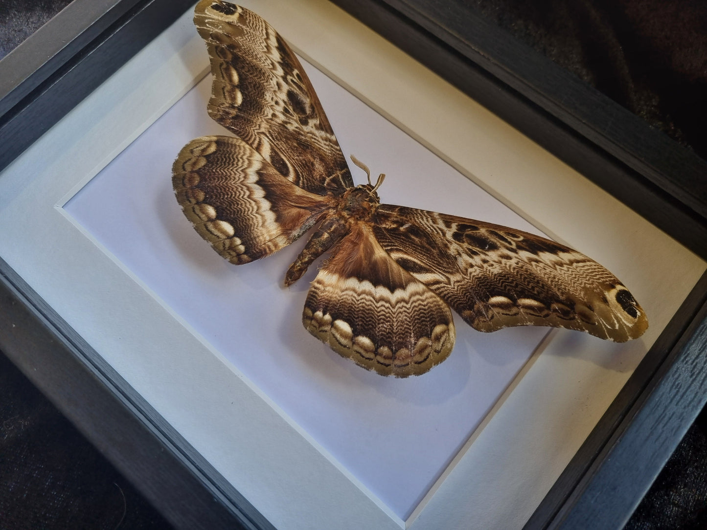 Mystery Specimen Displays | Made to Order | Frame