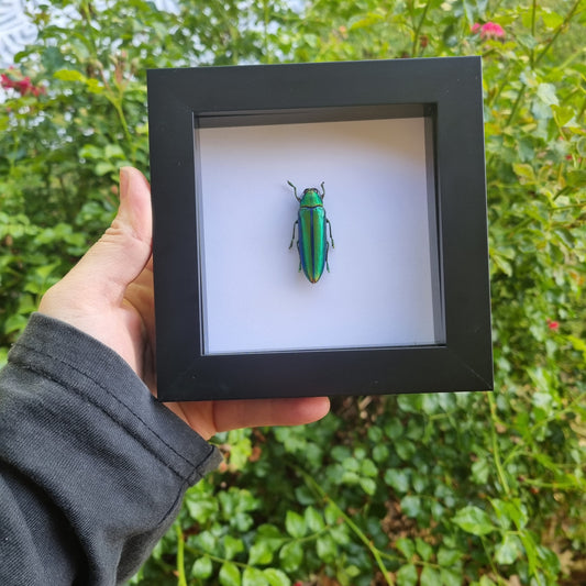 Chrysochroa Aurora