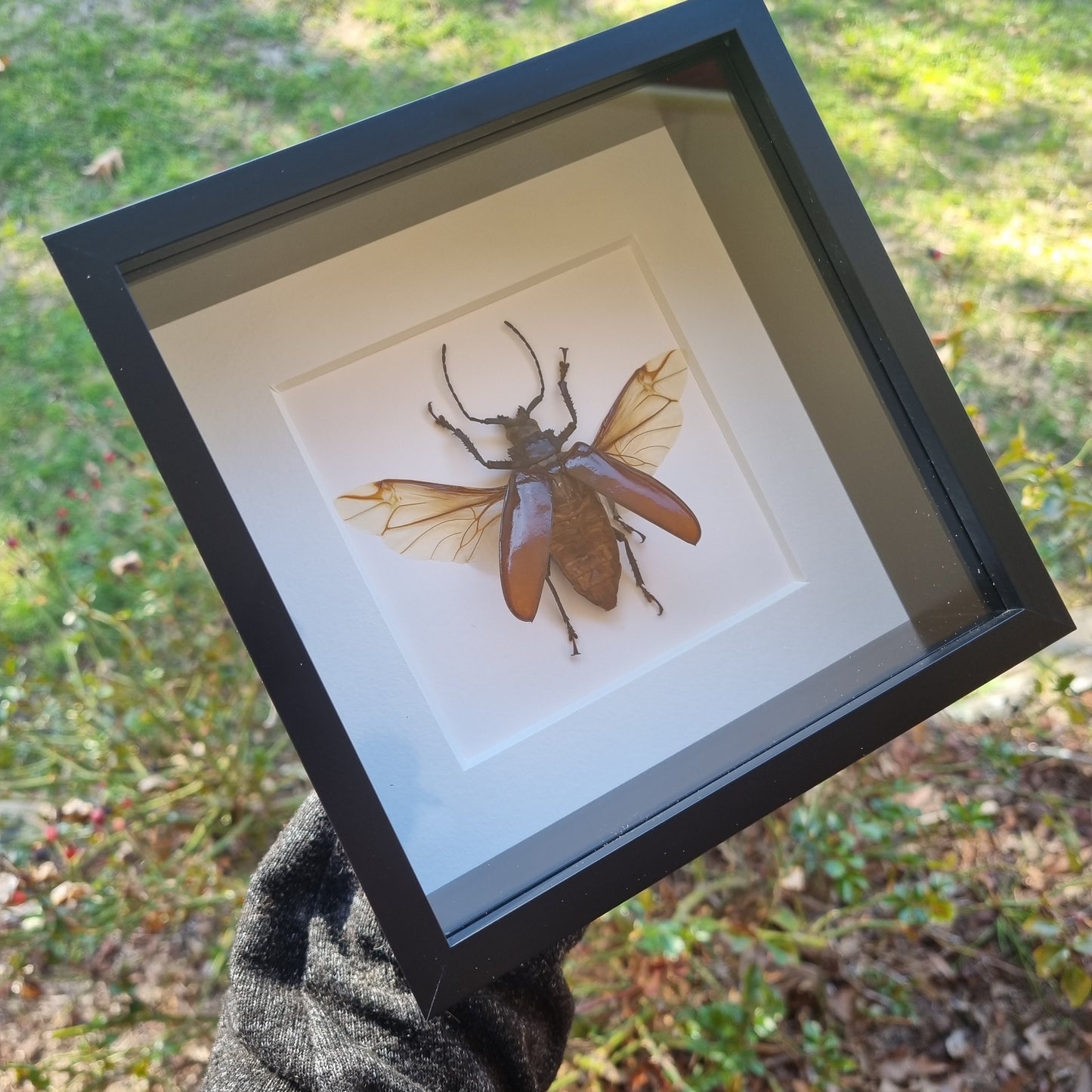 Rhaphiodus Drescheri | Frame | Framed Entomology Décor | Real Specimen | Nature