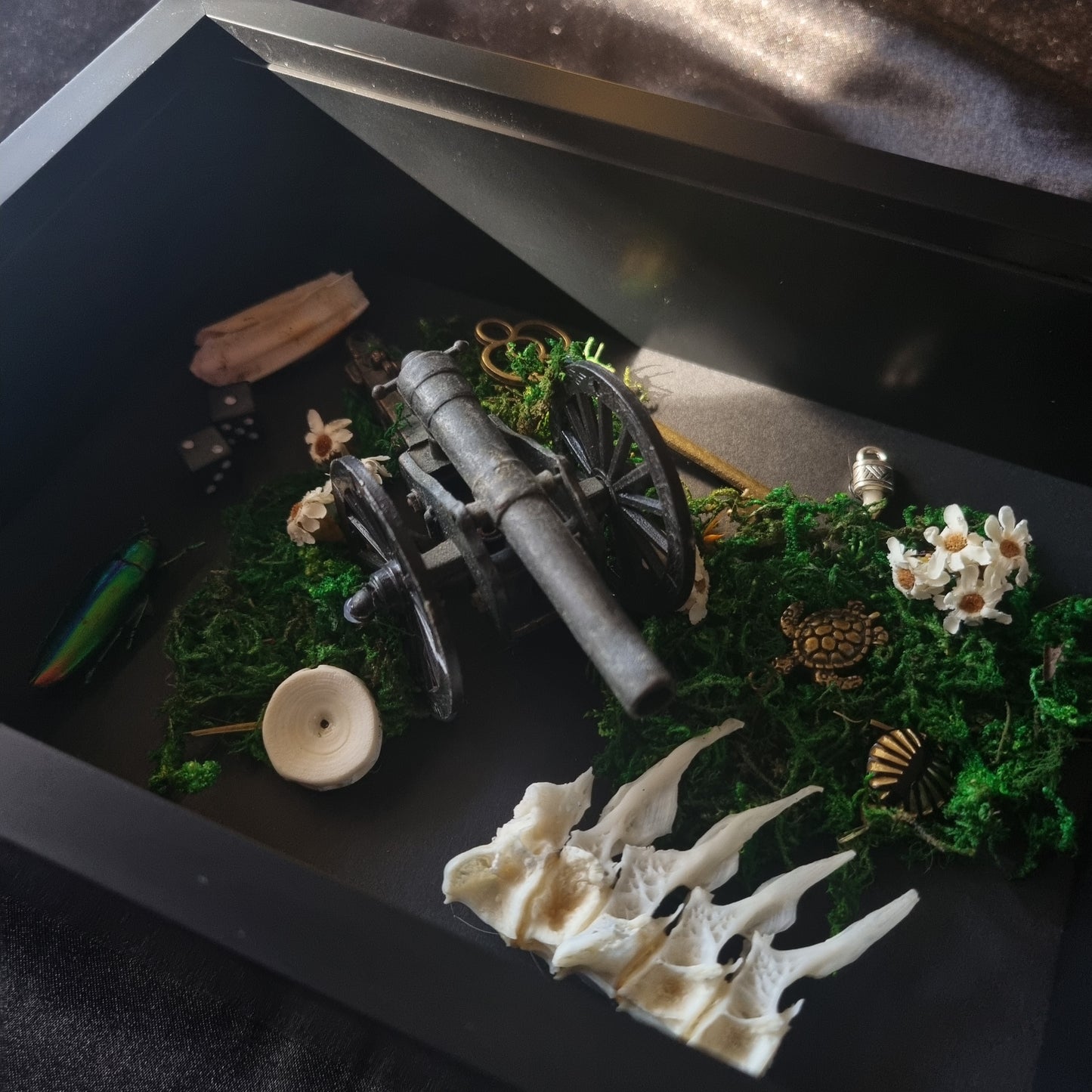 Curio Frame Cannon | Oddities | Framed Entomology Décor | Real Specimen | Nature