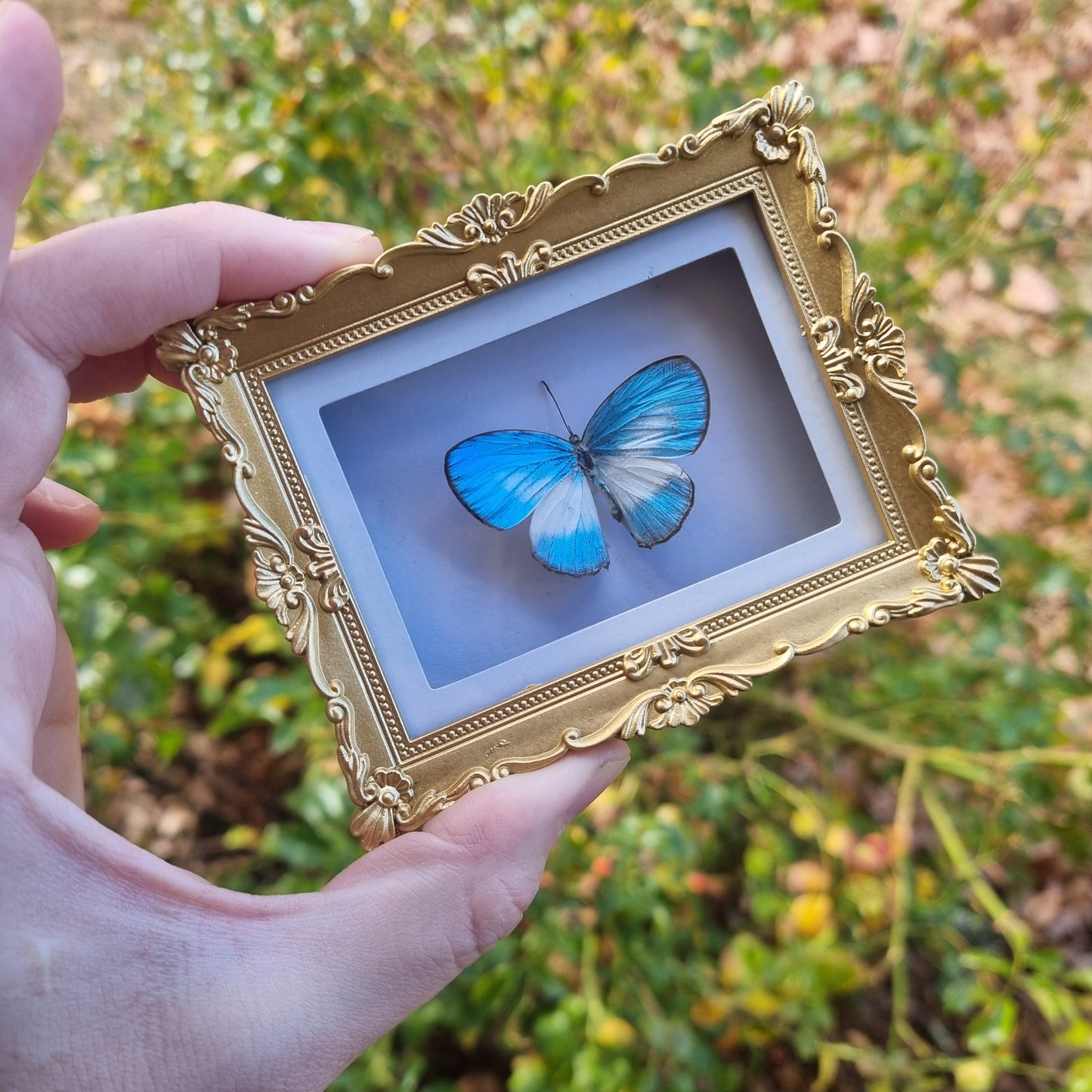 Mini Magnet Frames