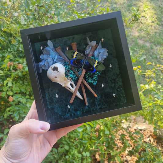 Eterusia Repleta & Skull