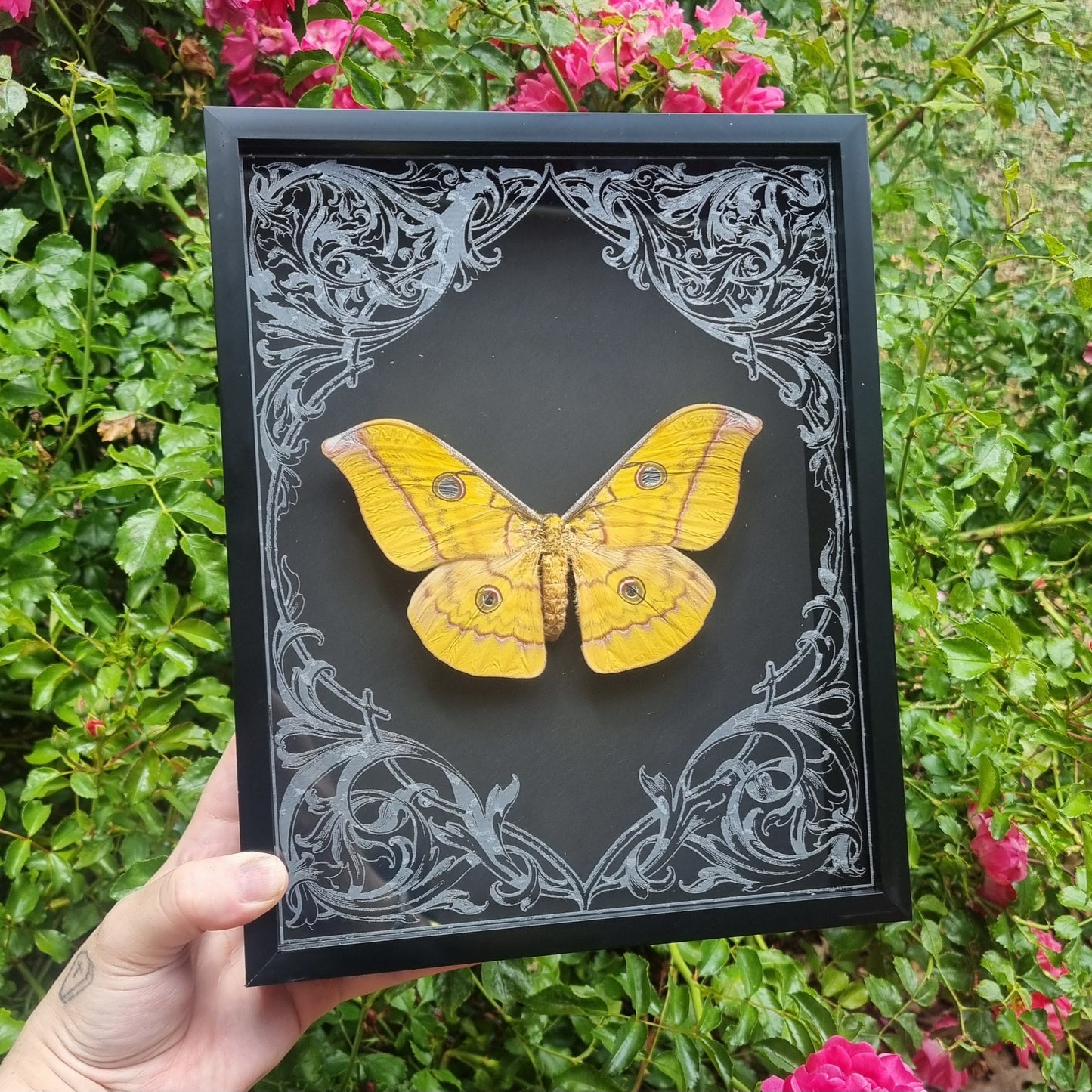Antheraea Frithi | Moth | Frame