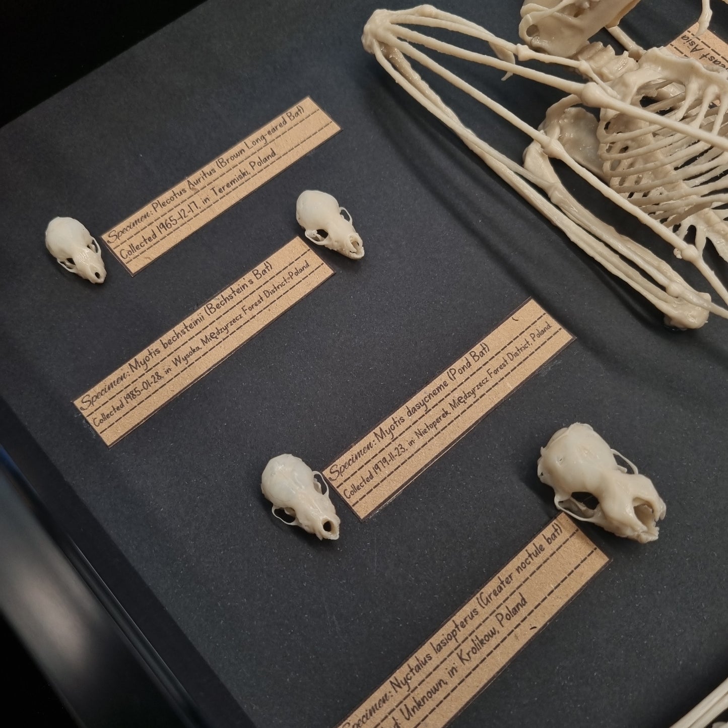 Museum Style Bat Specimen Replica