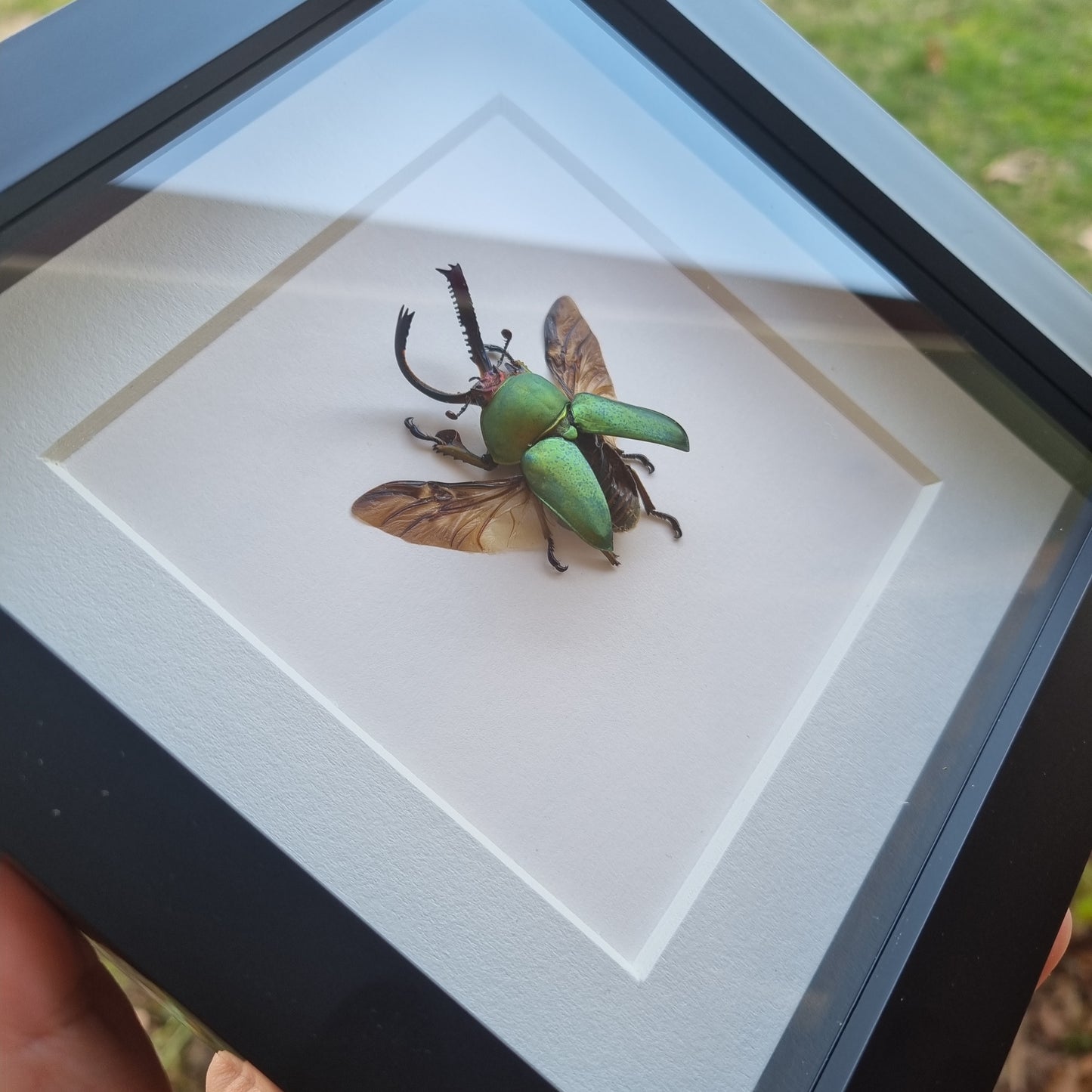 Lamprima Adolphinae | Frame | Framed Entomology Décor | Real Specimen | Nature
