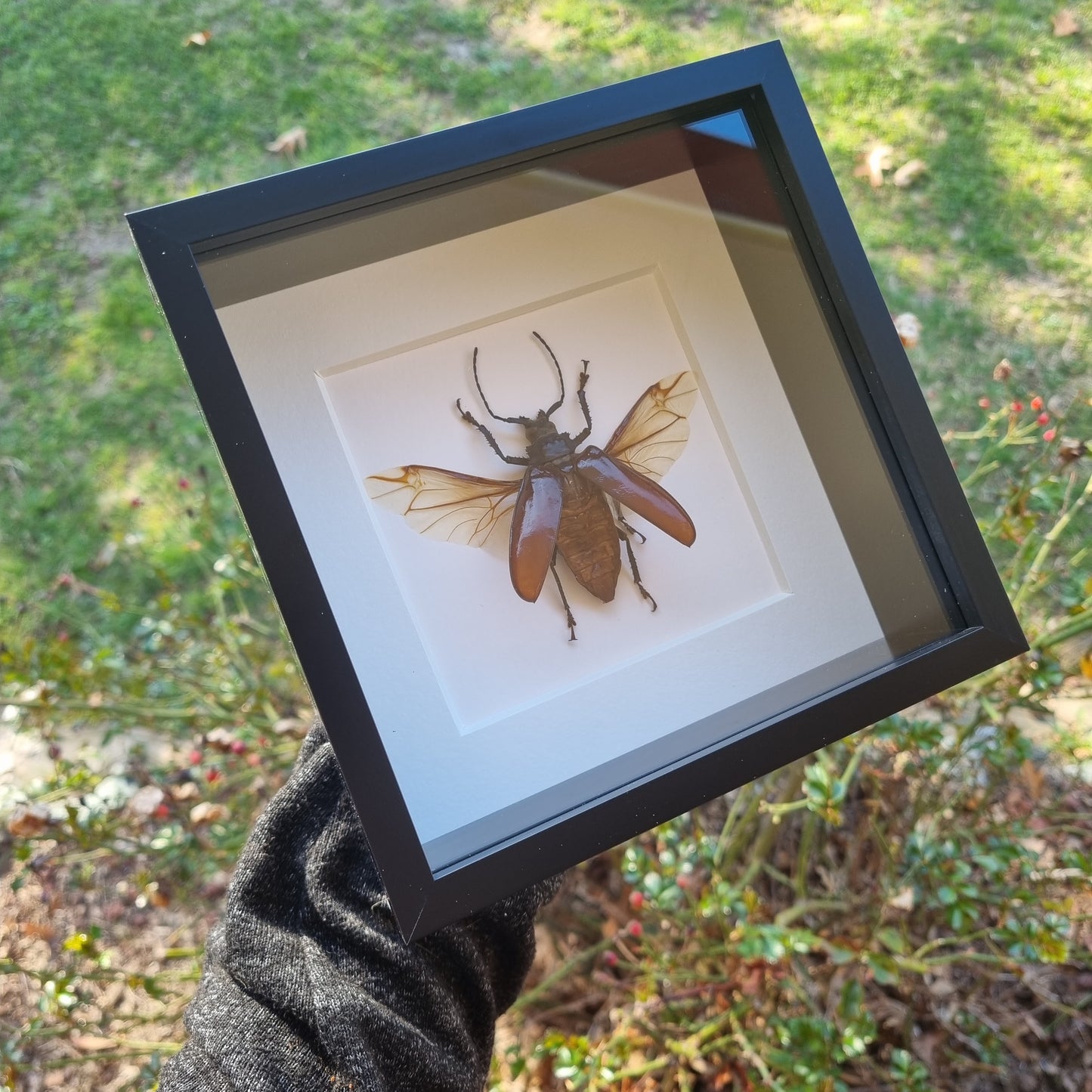Rhaphiodus Drescheri | Frame | Framed Entomology Décor | Real Specimen | Nature