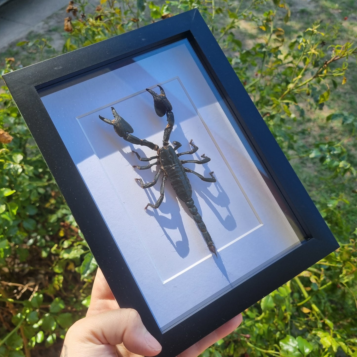 Scorpion Display | Frame | Entomology