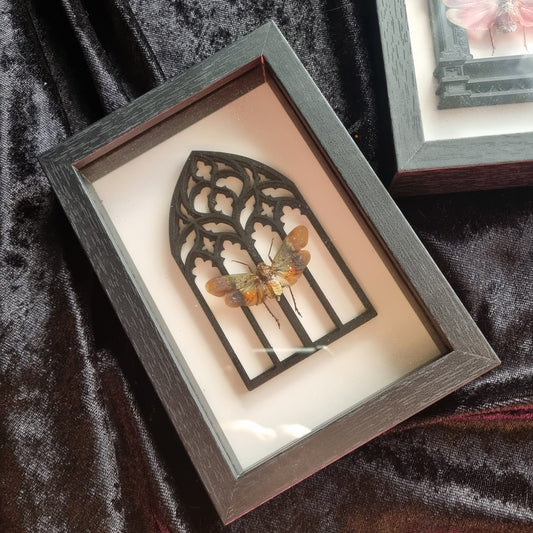 Penthicodes Farinosa | Lanternfly |  Frame