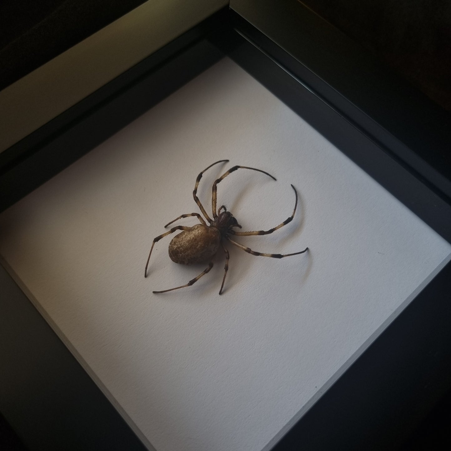 Nephilengys Malabarensis | Frame | Framed Entomology Décor | Real Specimen | Nature