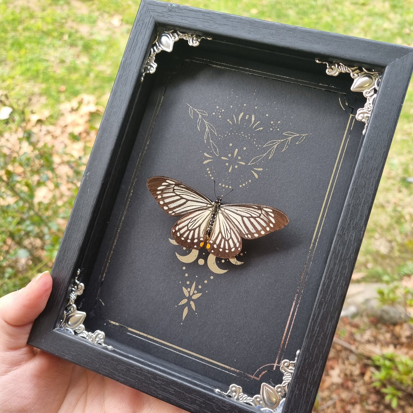 Framed Entomology Décor | Real Specimen | Nature