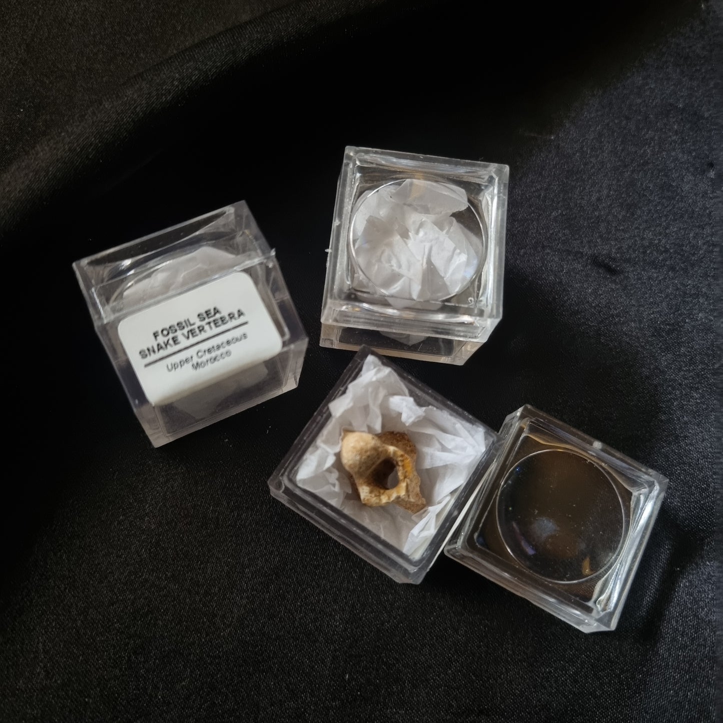 Sea Snake Fossil Vertebrae