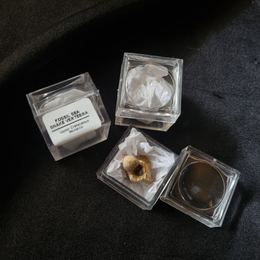 Sea Snake Fossil Vertebrae