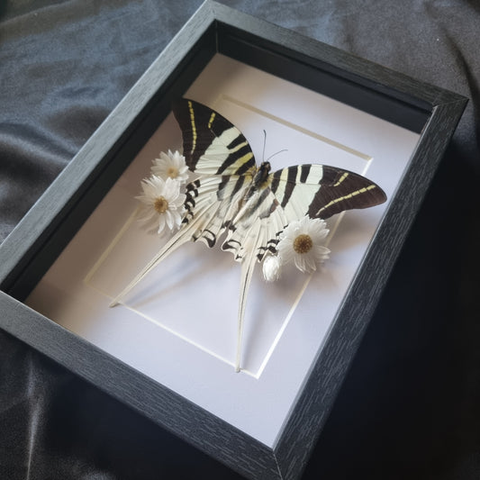 Graphium Androcles | Frame | Framed Entomology Décor | Real Specimen | Nature