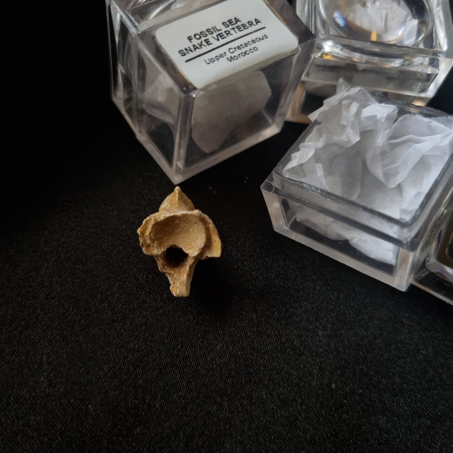 Sea Snake Fossil Vertebrae