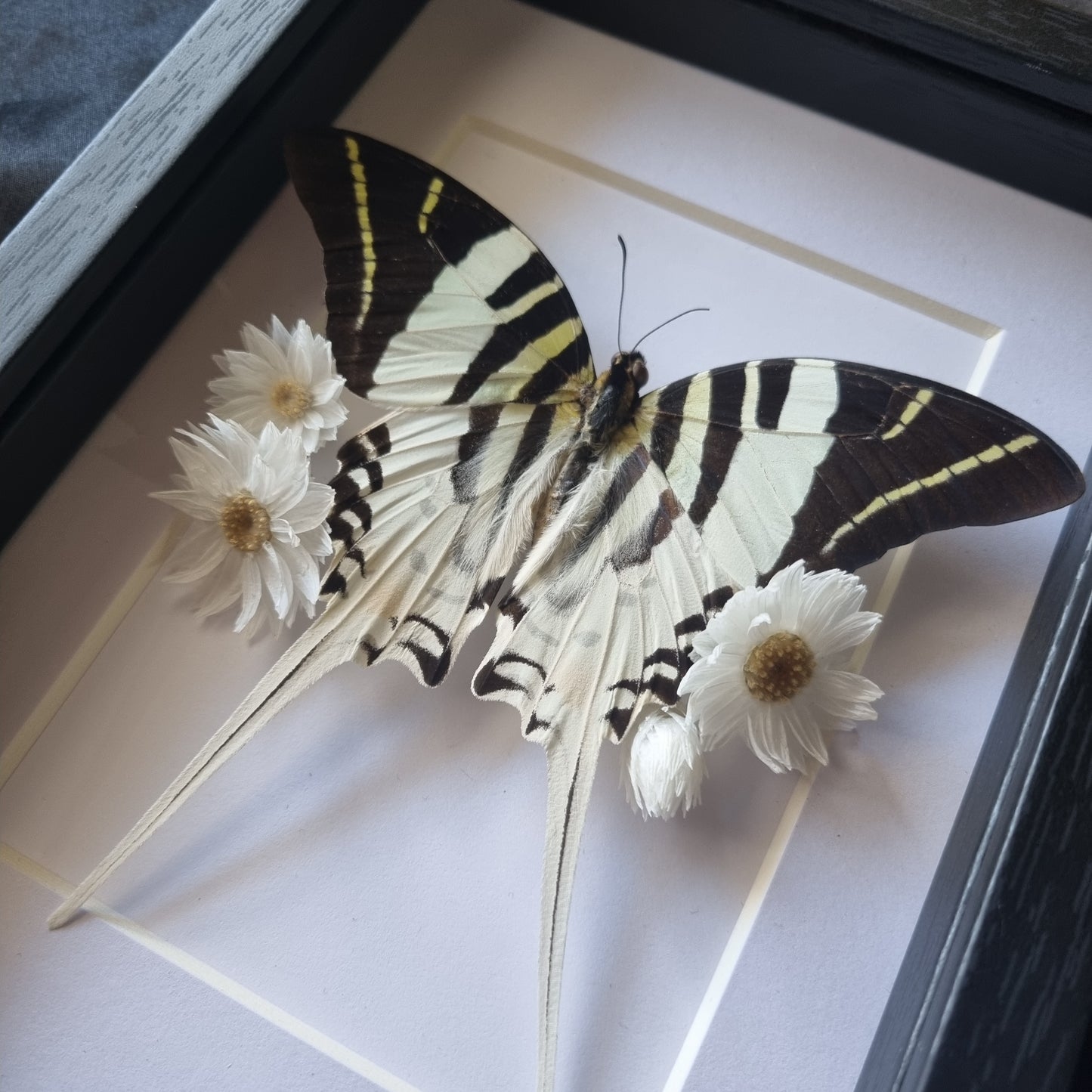Graphium Androcles | Frame | Framed Entomology Décor | Real Specimen | Nature