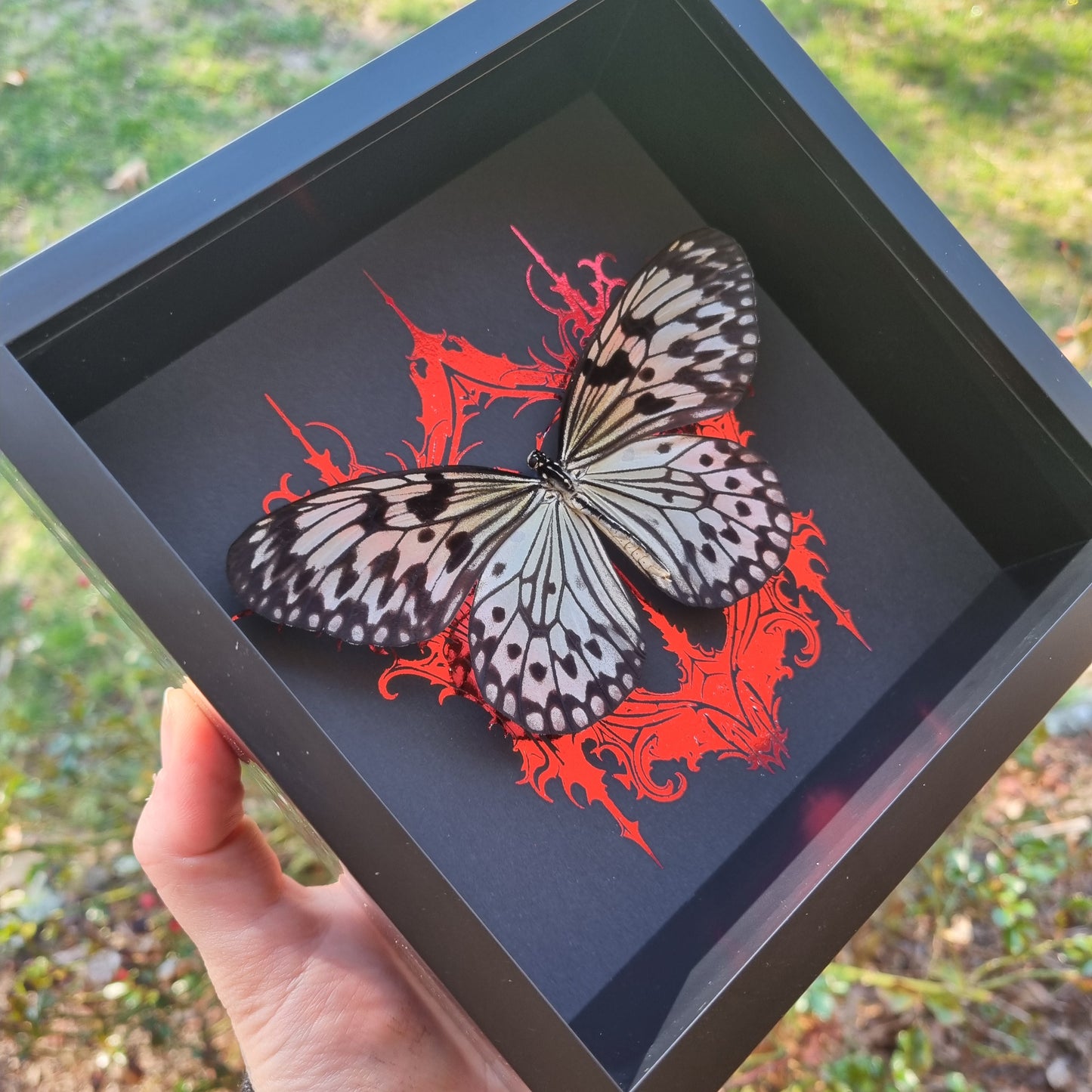 Idea Leuconoe | Frame | Framed Entomology Décor | Real Specimen | Nature