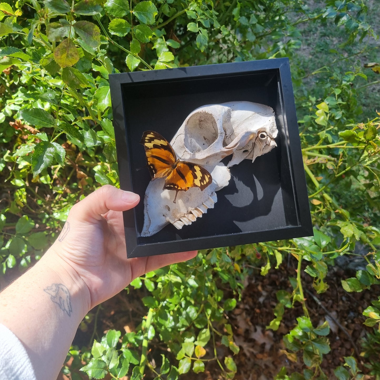 Sheep Skull Entomology Display