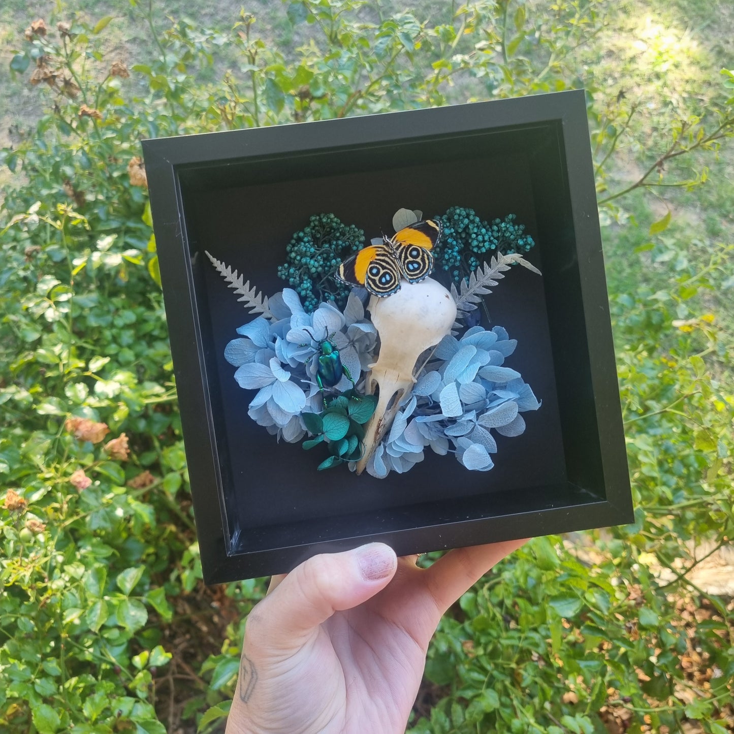 Blue Crow Skull Butterfly display