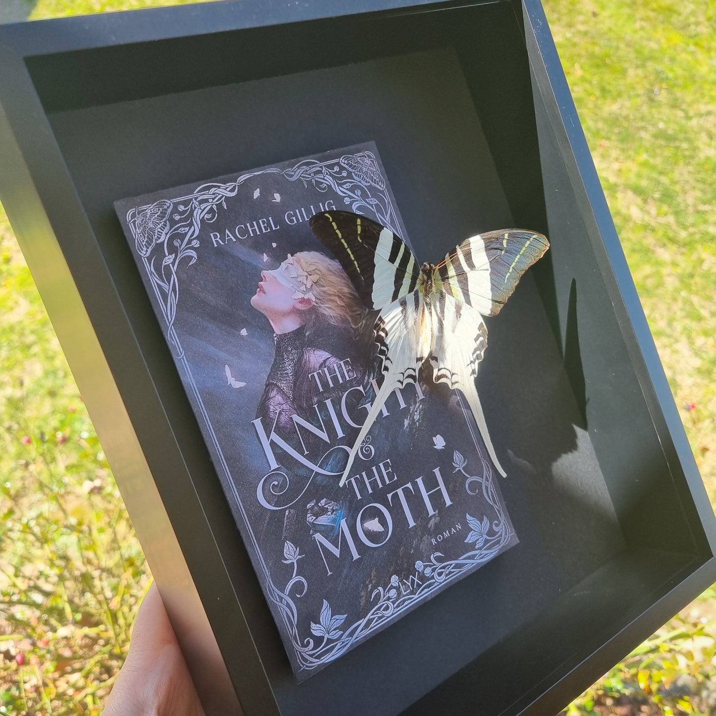 Graphium Androcles | Book |The Knight & The Moth | Frame | Framed Entomology Décor | Real Specimen | Nature