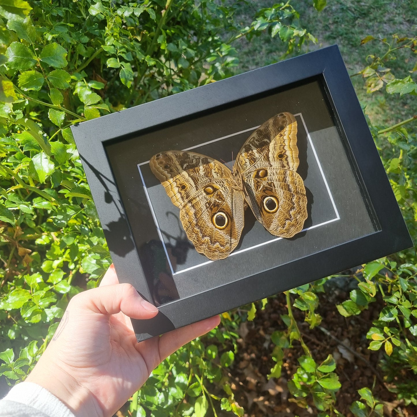 Caligo Brasiliensis